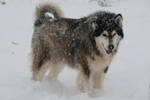 Havok in the Snow by DawnAllynnStock