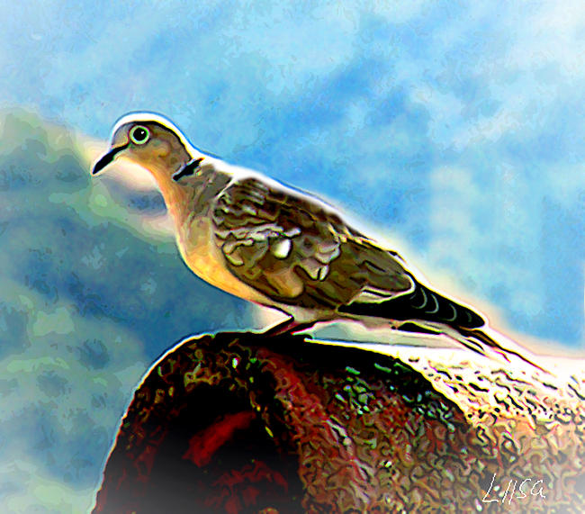 Cooing Pigeon by happytimer Cooing Pigeon by happytimer
