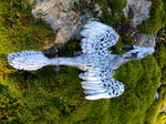 Silver Dragon from Above by MsMergus