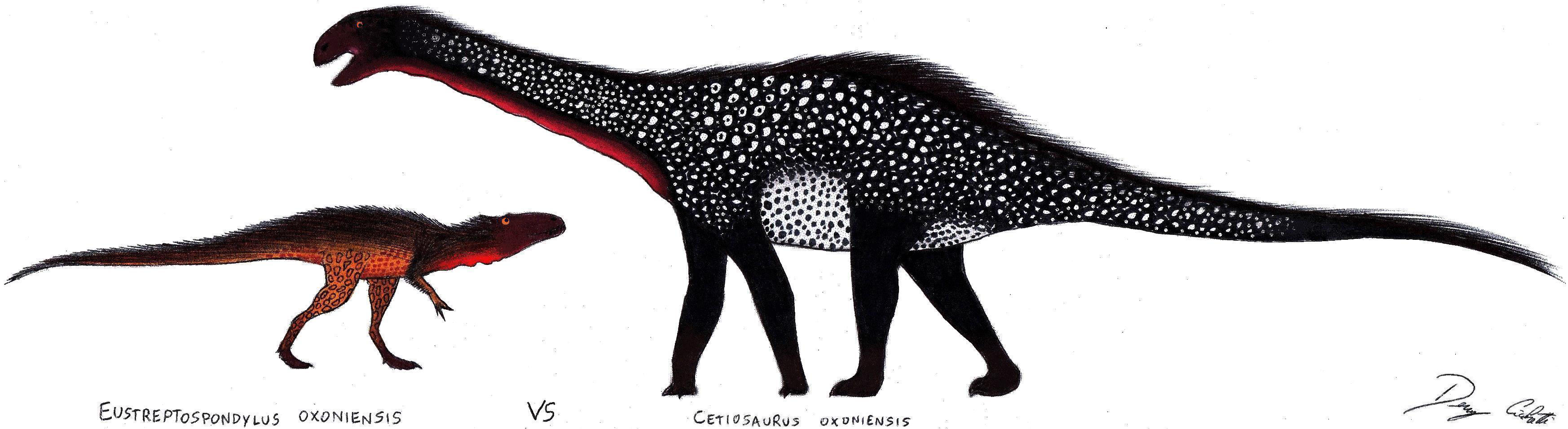 Eustreptospondylus VS Cetiosaurus by Dennonyx