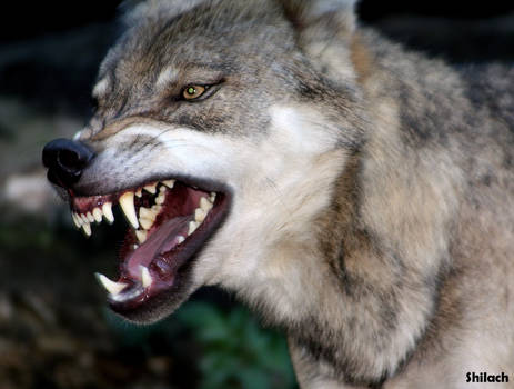 Angry wolf 153 by AzureHowlShilach
