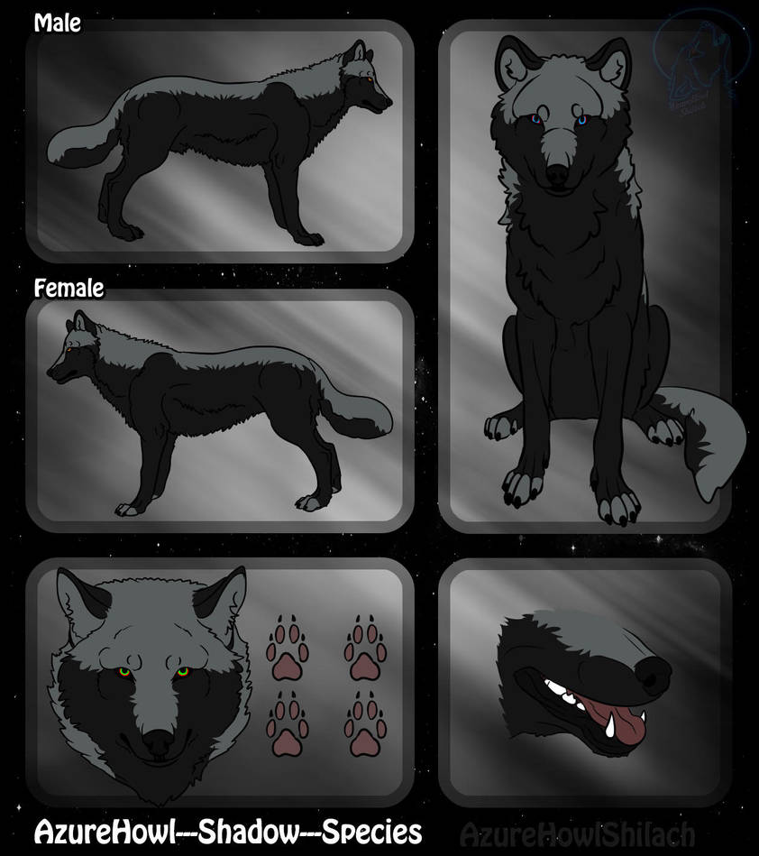 Shadow wolf species - AzureHowl by AzureHowlShilach Shadow wolf species - AzureHowl by AzureHowlShilach