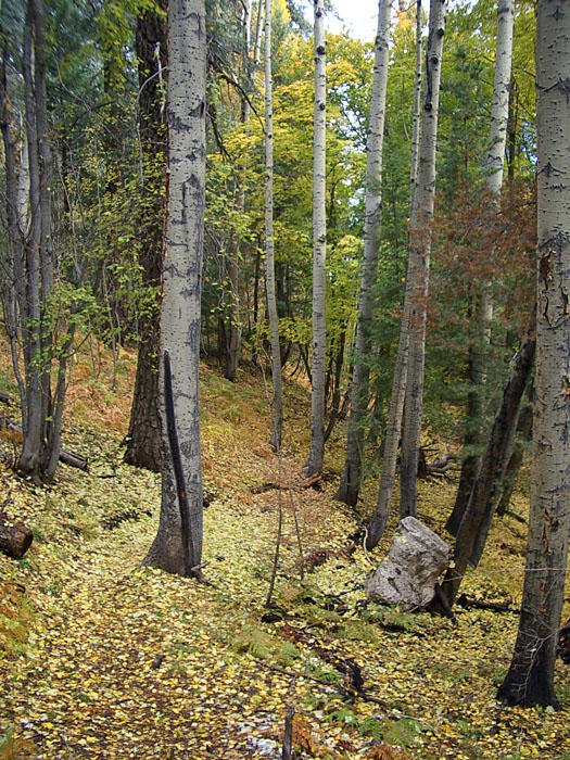 Mt. Lemmon, Oct. 2004 by omf