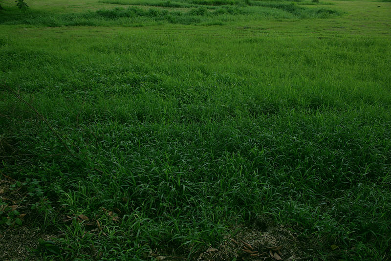 Green green grass by theflickerees-stock
