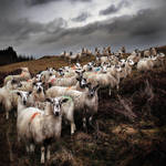 Staring Sheep - Road to Ayr by Coigach