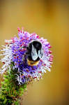 Bee+Bloom by Coigach