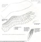 How to Draw Wings by Sablewynd