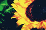 Raindrops on my sunflower. by elieang