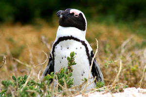 MR Penguin by Closer-To-You