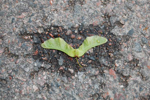 Batman in Nature by Cadence-of-Discord