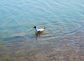 Bubble Butt by Cadence-of-Discord