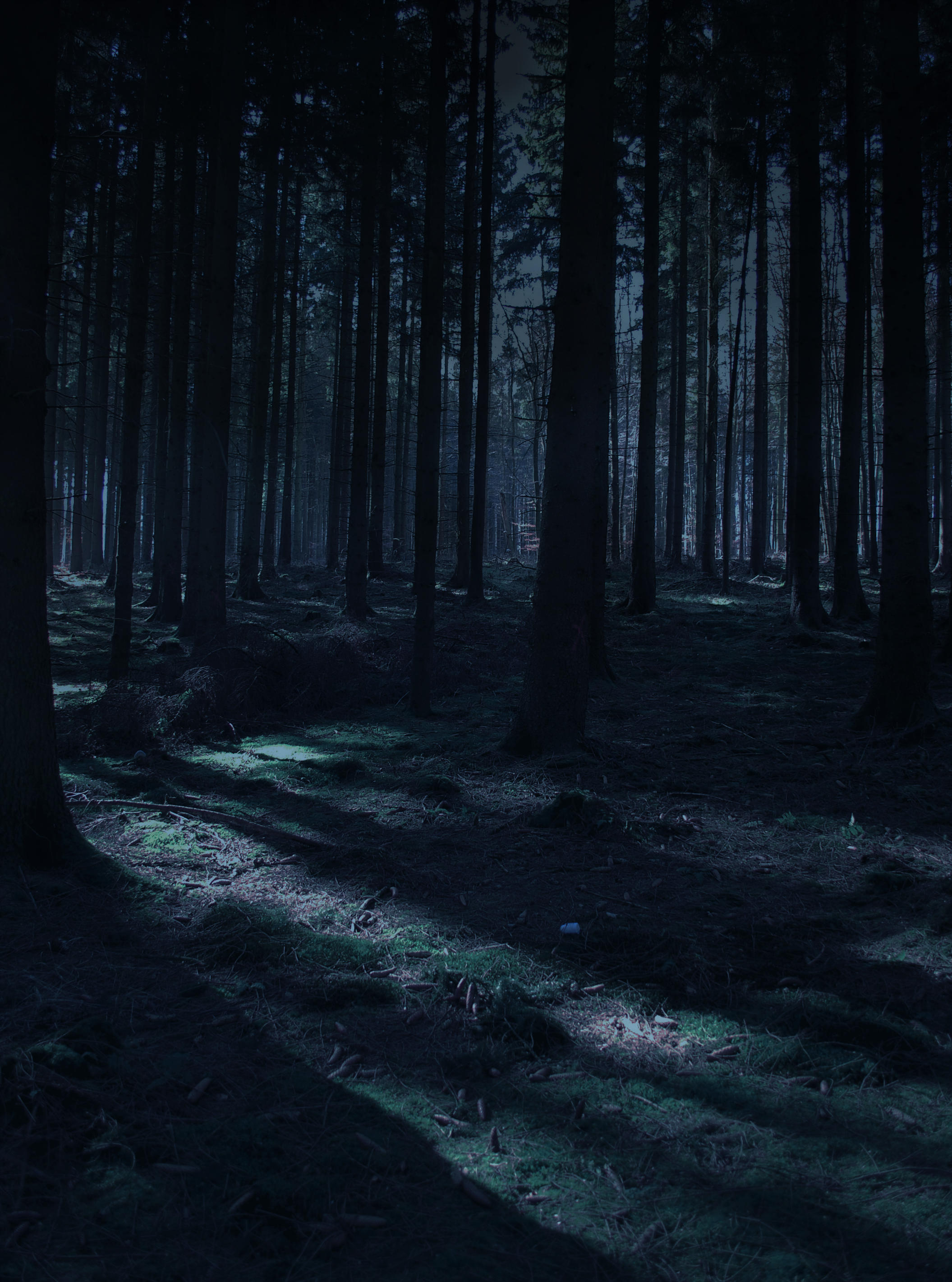 Forest Stock 30 by Sed-rah-Stock