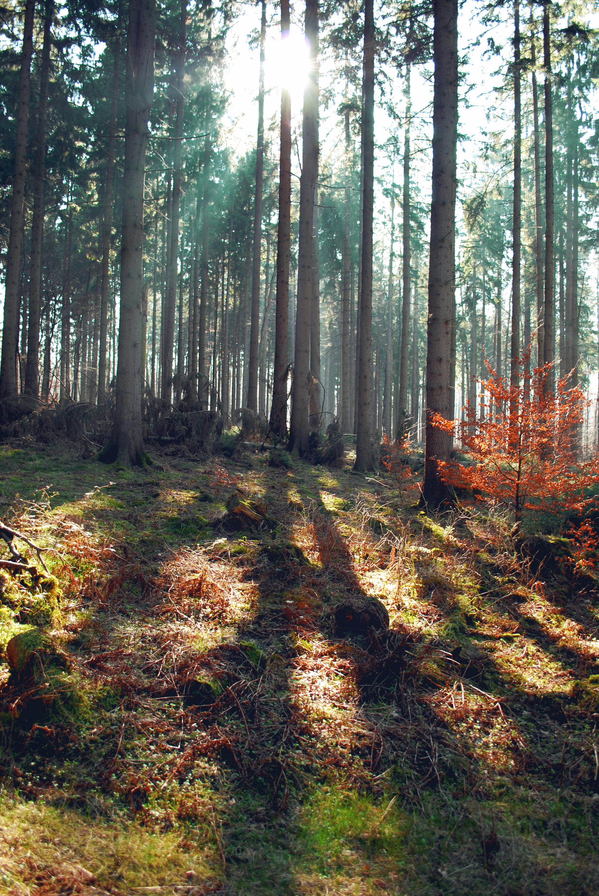 Forest Stock 34 by Sed-rah-Stock