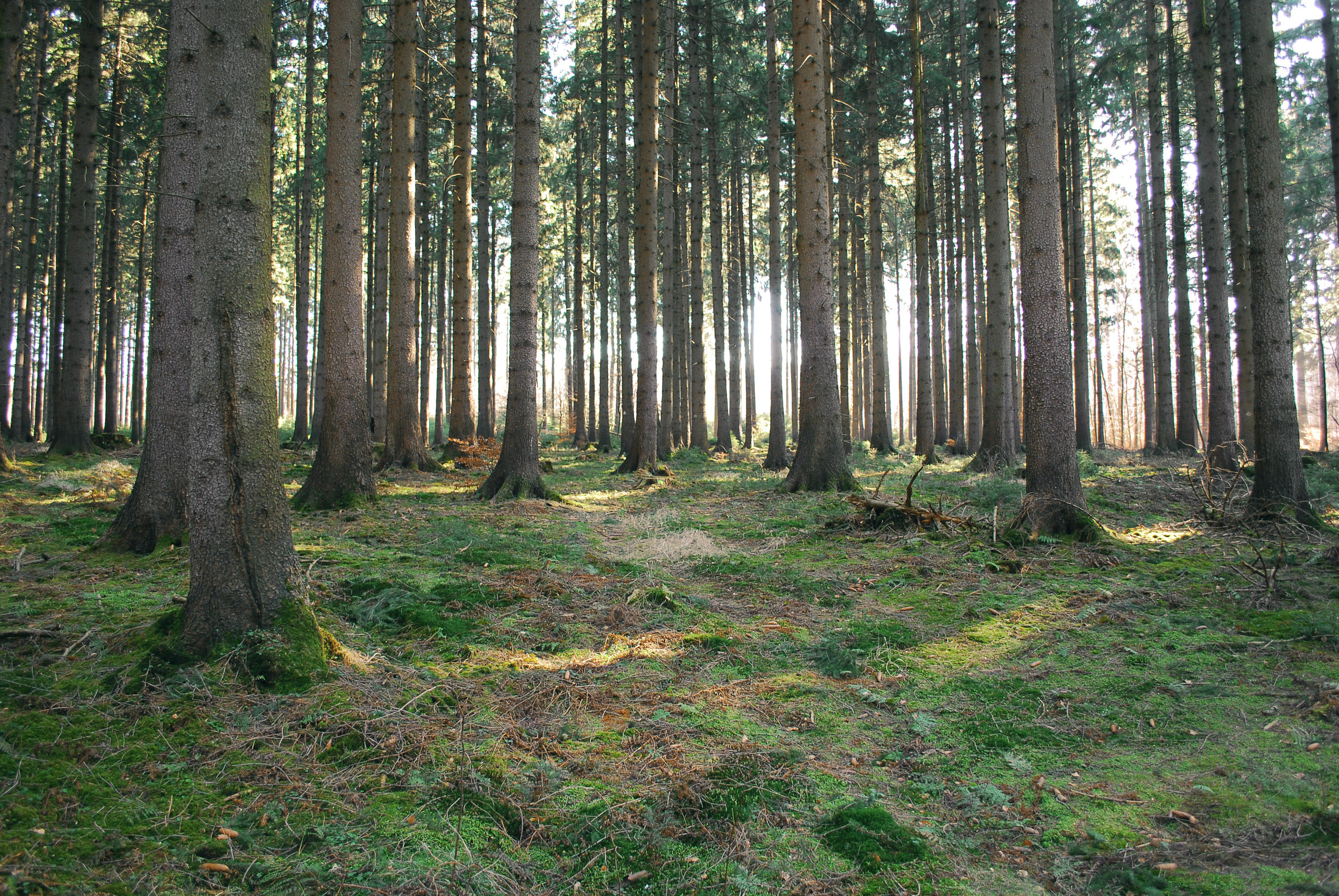 Forest Stock 35 by Sed-rah-Stock