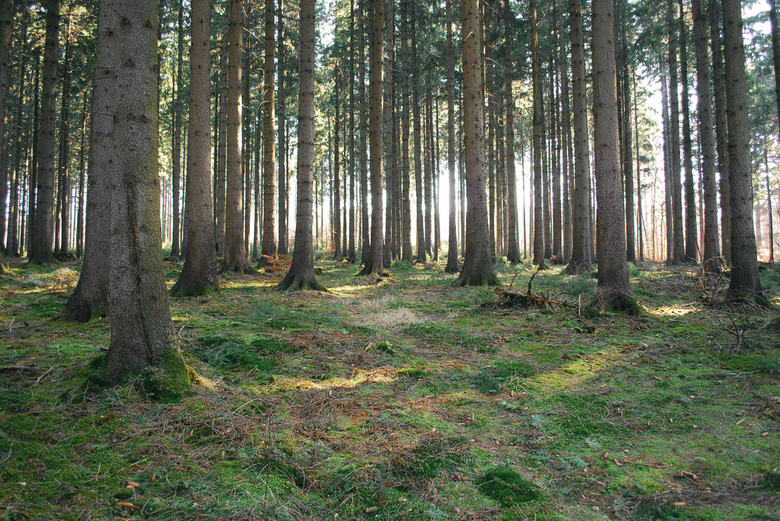 Forest Stock 35 by Sed-rah-Stock