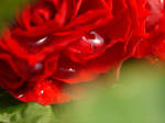 Rose Tears by JohnlockedDancer