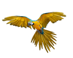 Png Bird by Moonglowlilly