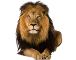 Pre Cut Lion by Moonglowlilly