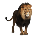 Pre-cut Lion 2 by Moonglowlilly