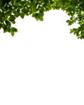 Png Branch by Moonglowlilly