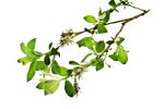 Branch3 by Moonglowlilly