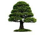 Png Tree 4r by Moonglowlilly