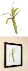 Bamboo by Sheharzad-Arshad