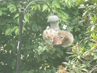 Bird feeder by Jamdeski