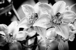 Me First...No Me by lutke45
