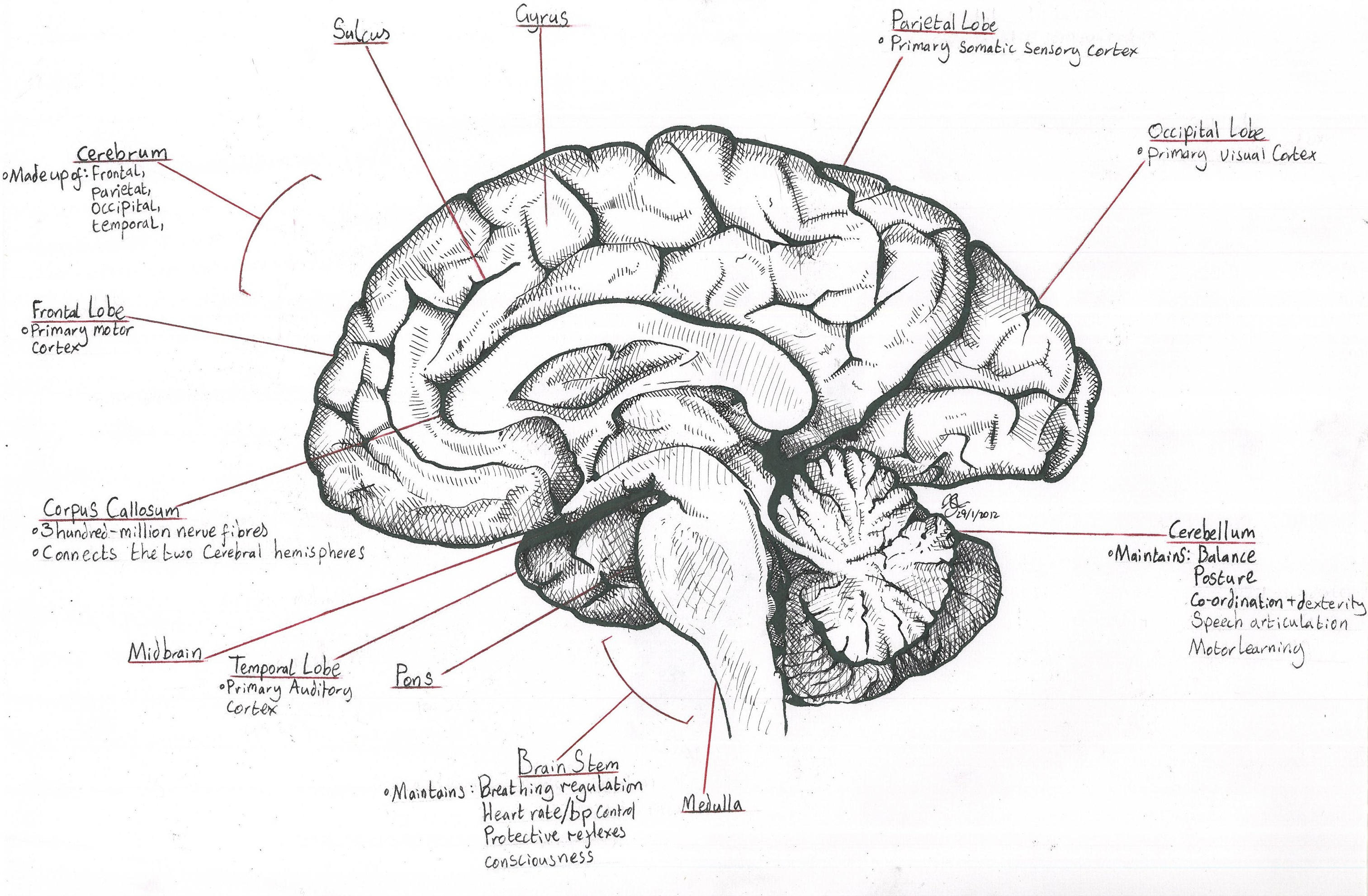 sagittal section of the brain sagittal section of the brain