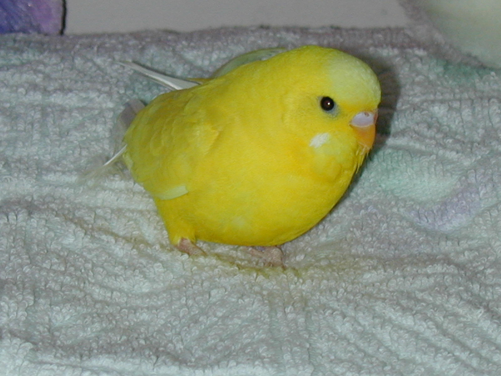 ITS TEH CHICKEN BUDGIE by kitsunesakurano