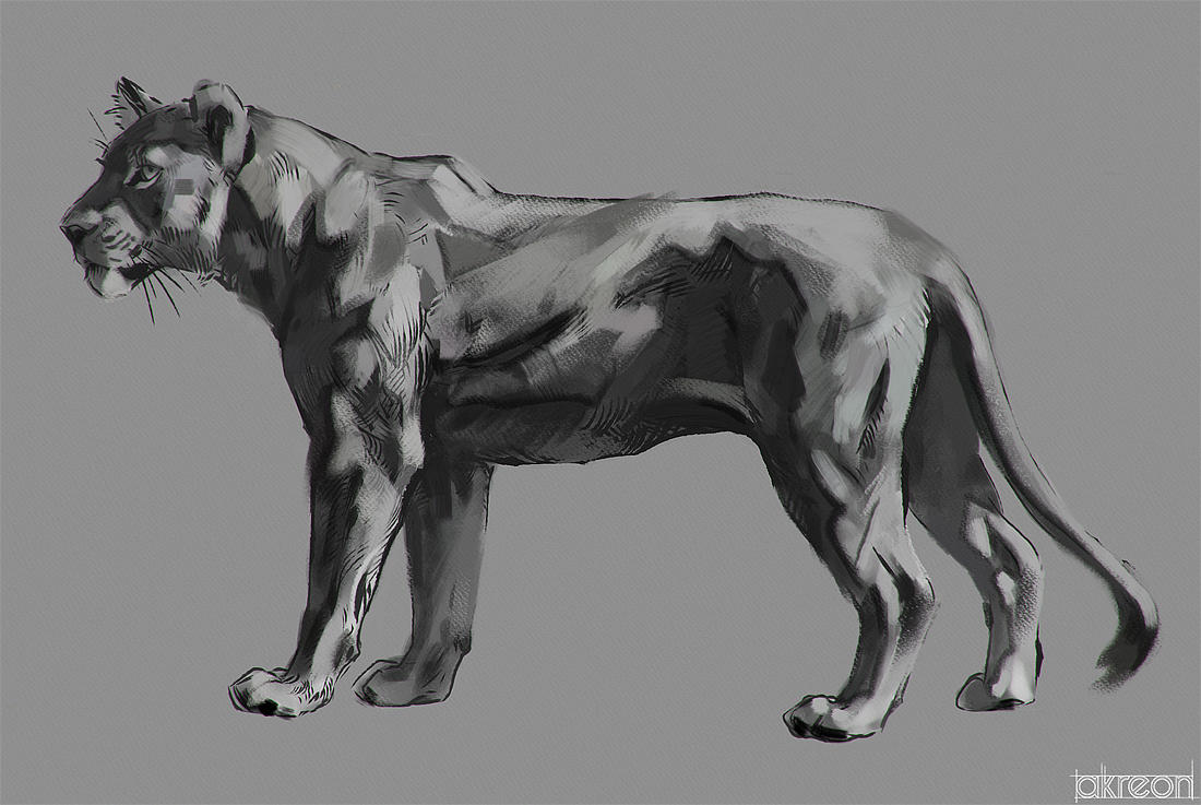 lioness study by akreon