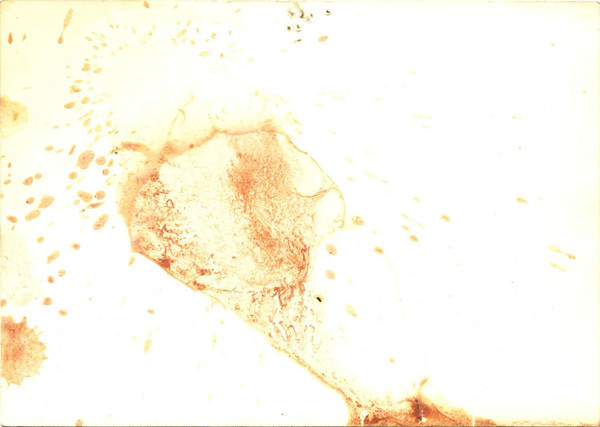 Stain Texture by ValerianaSTOCK