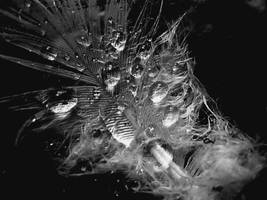 Heart Of Glass by in-fer-nal