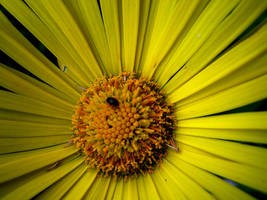 Eyes on Fire by in-fer-nal