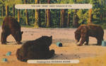 Vintage New England - Bears in Jackman, Maine by Yesterdays-Paper