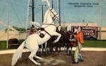 Vintage Texas - Circus Horse by Yesterdays-Paper