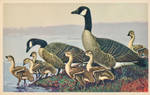Canada Goose Family by Yesterdays-Paper