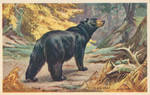 Black Bear by Yesterdays-Paper