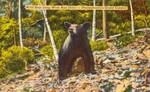 Vintage Pennsylvania - Canyon Bear by Yesterdays-Paper