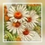 Vintage Daisy Icon