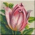 Pink Tulip Icon