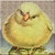 Yellow Chick Icon ( Smol Birb )