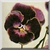 Black Pansy Icon