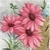 Vintage Pink Daisy Icon