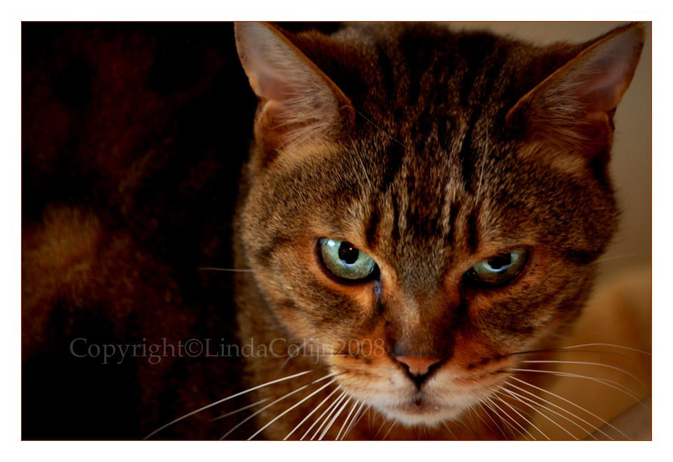 Emerald Eyes by KonikPolski