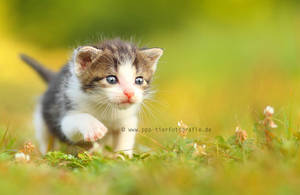 cat puppy by Partridge-PetPics cat puppy by Partridge-PetPics