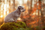 on display by Partridge-PetPics
