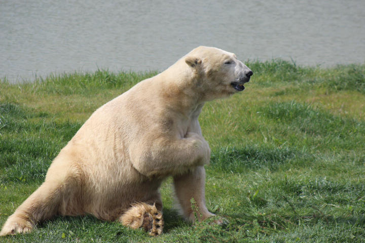 Polar Bear 1 by petra128