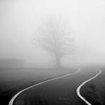 road to the tree by ilsilenzio